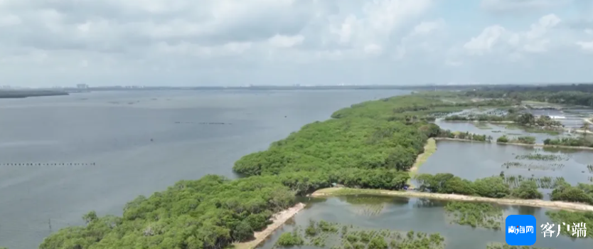 湿地生态恢复对生物多样性保护的长远影响与重要性