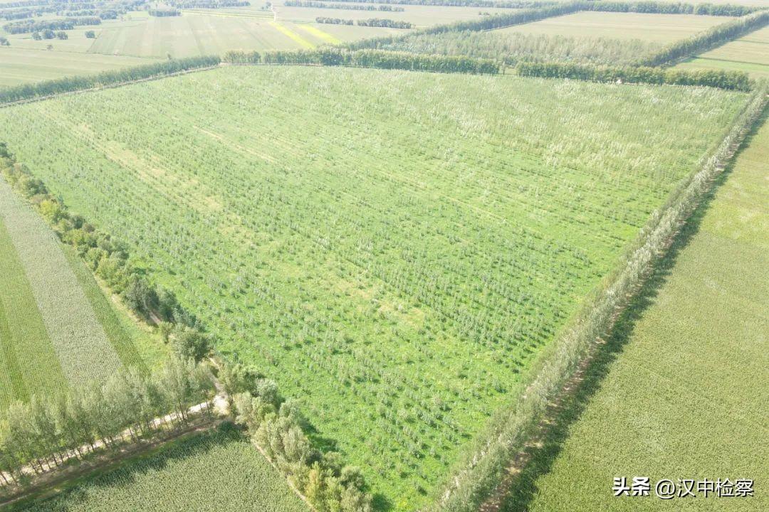 无人机植树计划实施，提升荒漠化治理效率