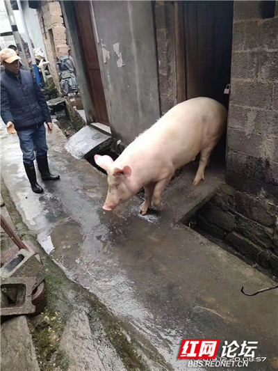 主人杀年猪引发悲剧，狗狗偷吃猪肉丧命