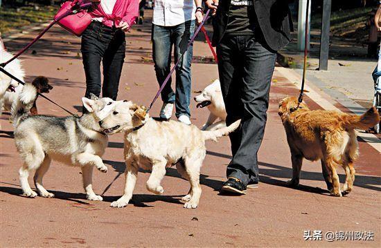 赣州公园犬只伤人事件通报，回顾与反思