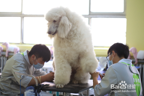 家庭宠物市场蓬勃发展，宠物经济迎来全新机遇